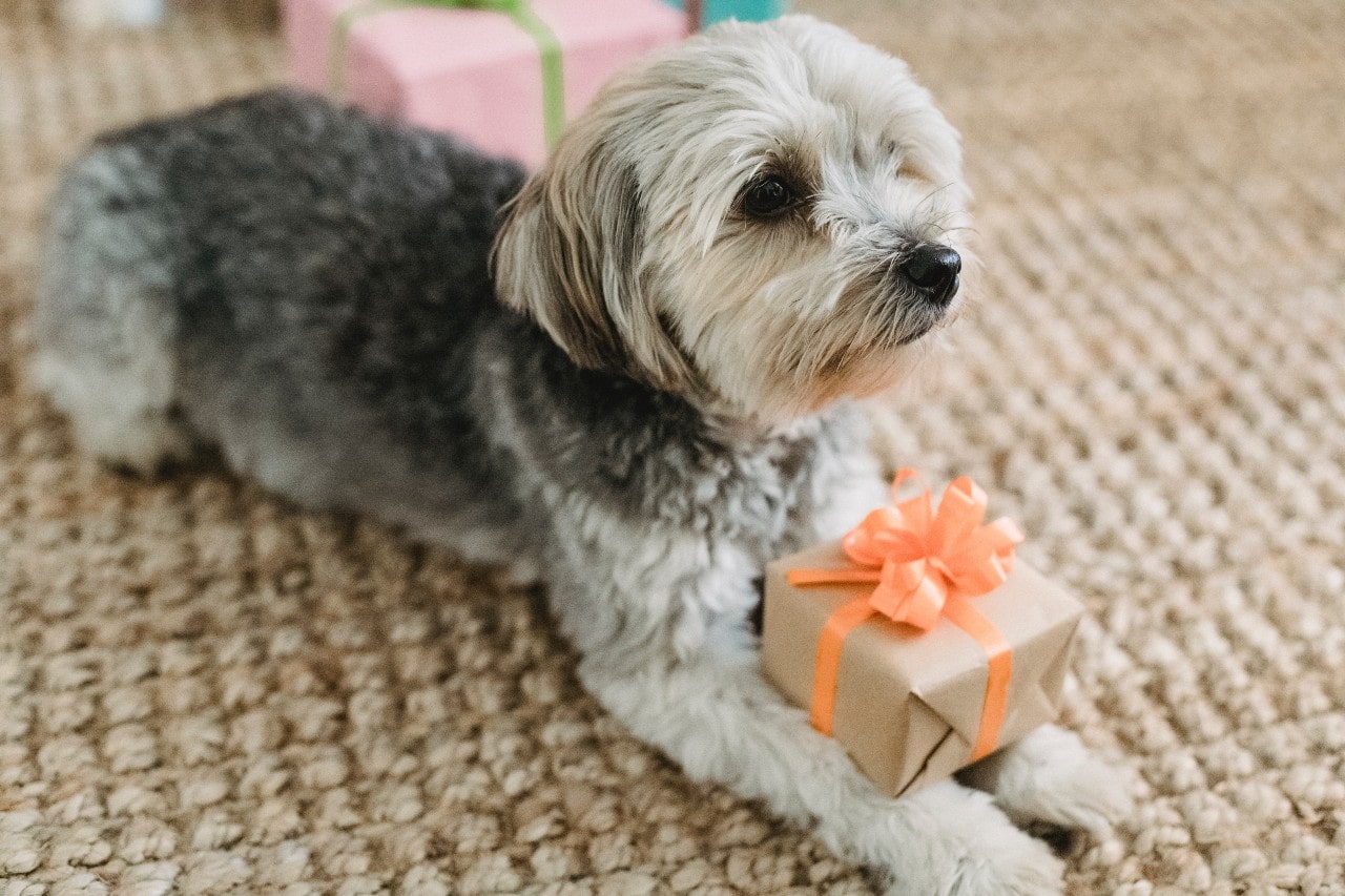 A dog holding a simple gift box as it lays on a textured rug.